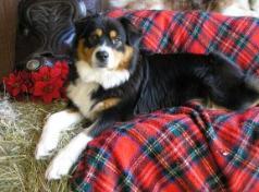 Shipman’s Josie Rose