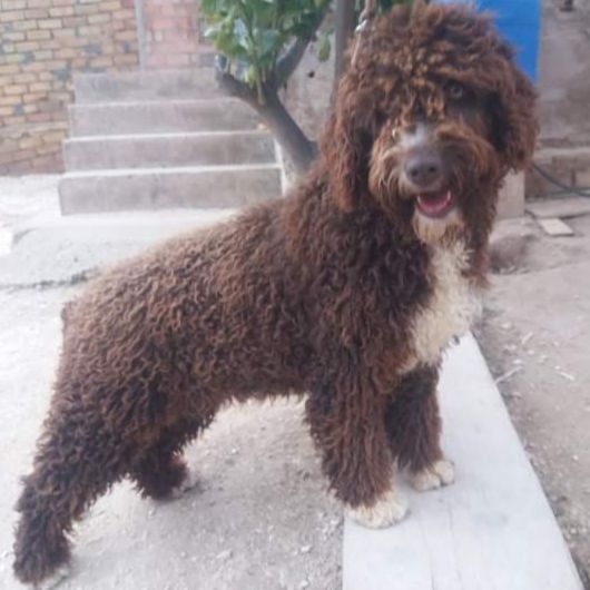 AILEN DE TENDER TEDDY