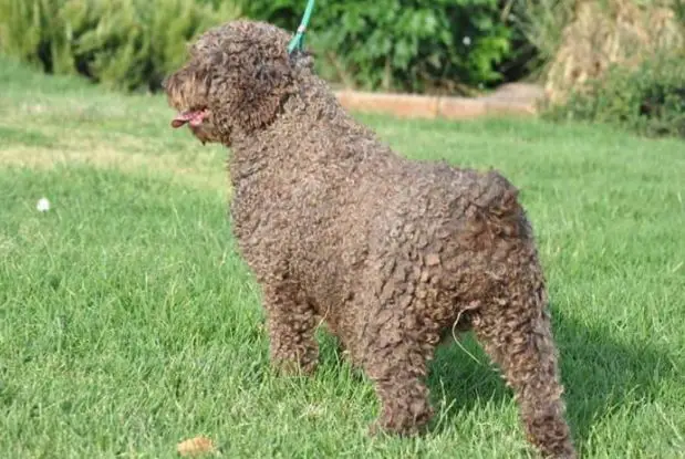 KOCOA DE TENDER TEDDY