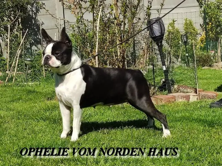 OPHELIE VOM NORDEN HAUS