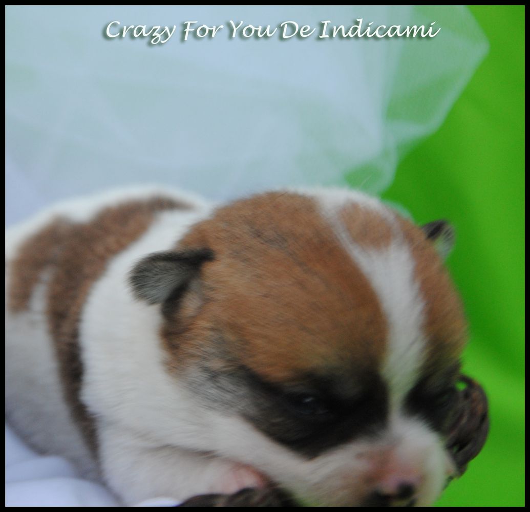 Crazy For You De Indicami