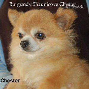 BURGUNDYS SHAUNICOVE CHESTER