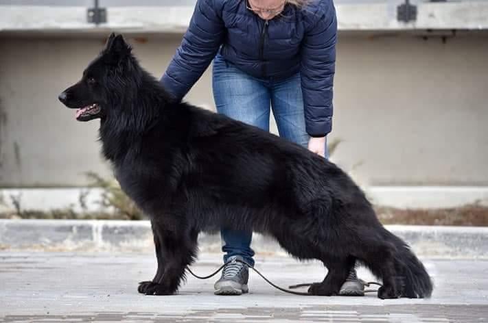Black king german sales shepherd