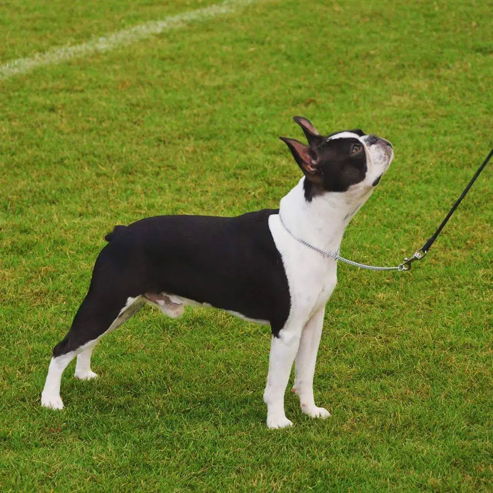 JAX OF MARKI BARKING STARS