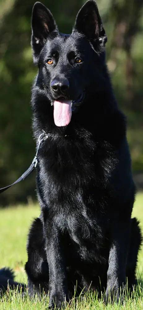 K9 black sales