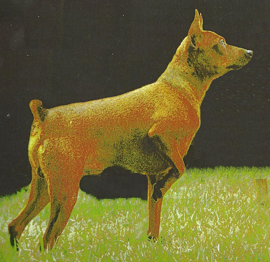 SKIPPY PUJAN D'ELIEL