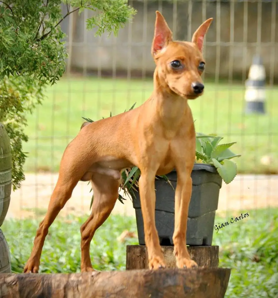 Duque PM do Mundurucânia