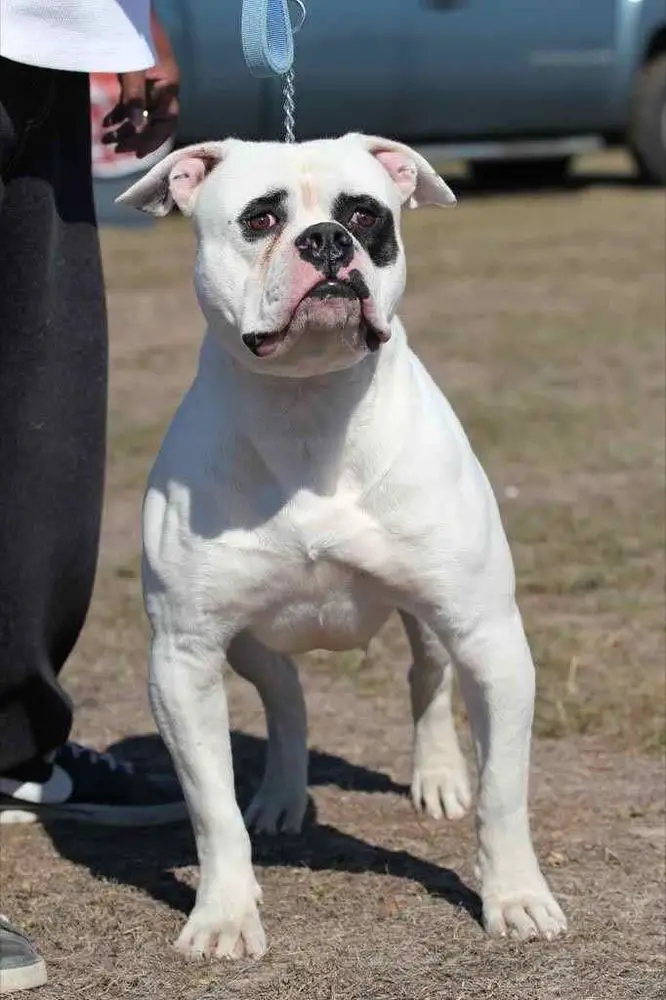 King champion english sales bulldogs