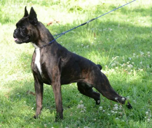 Croma V.Zaxhaus