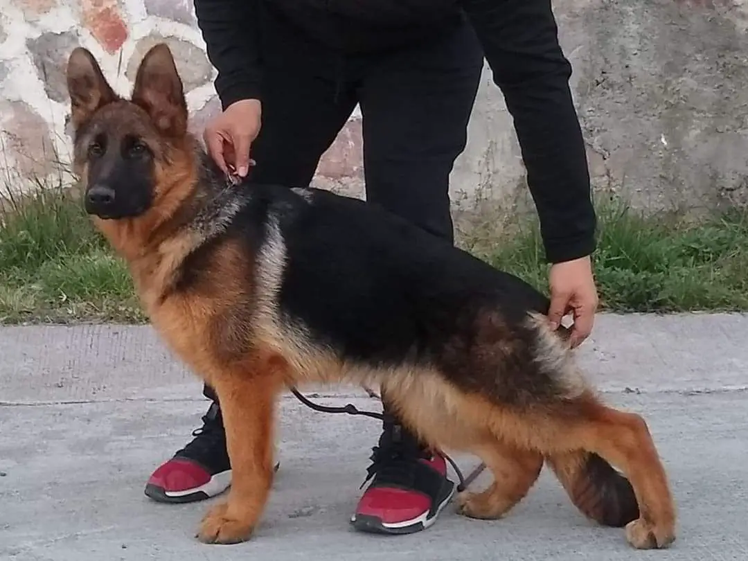 Pedigree database gsd male for best sale sale