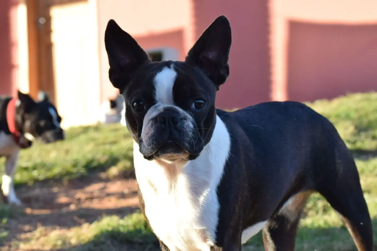 PEQUI OF FREEDOM FARM
