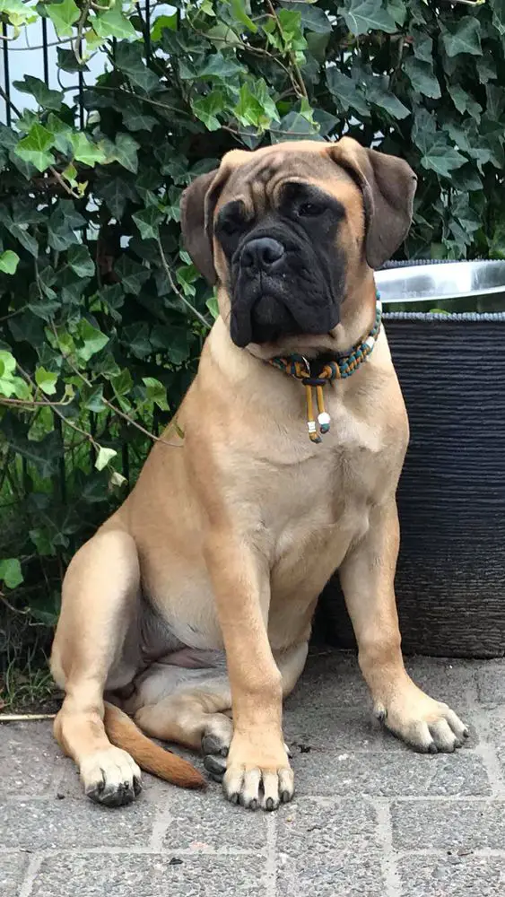 Cooperdale Miss Grace