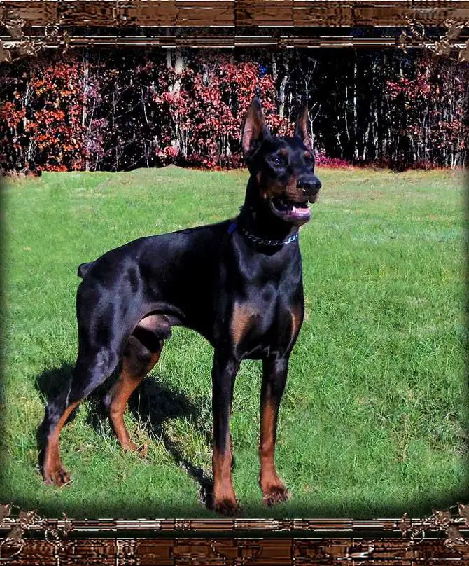european line doberman