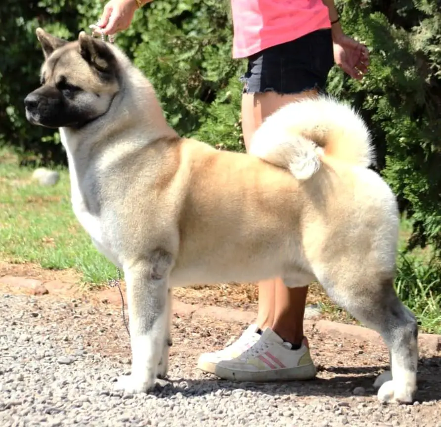 Largest akita dog hotsell
