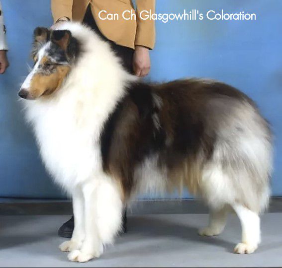 Glasgowhill's Coloration