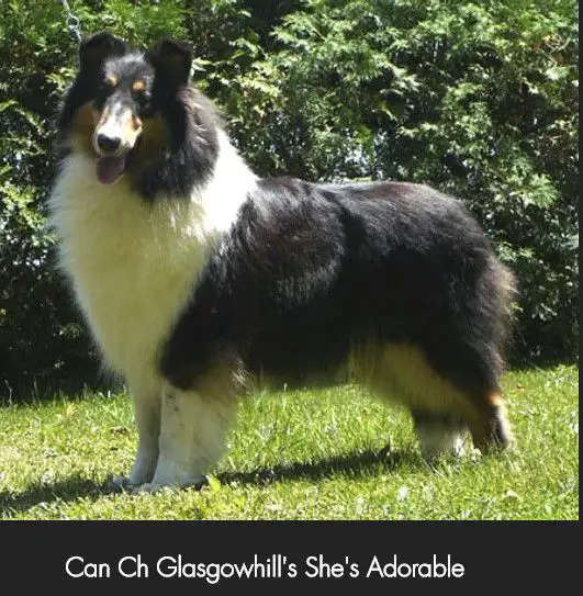 Glasgowhill's She's Adorable