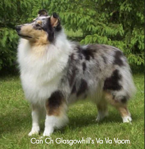 Glasgowhill's Va Va Voom