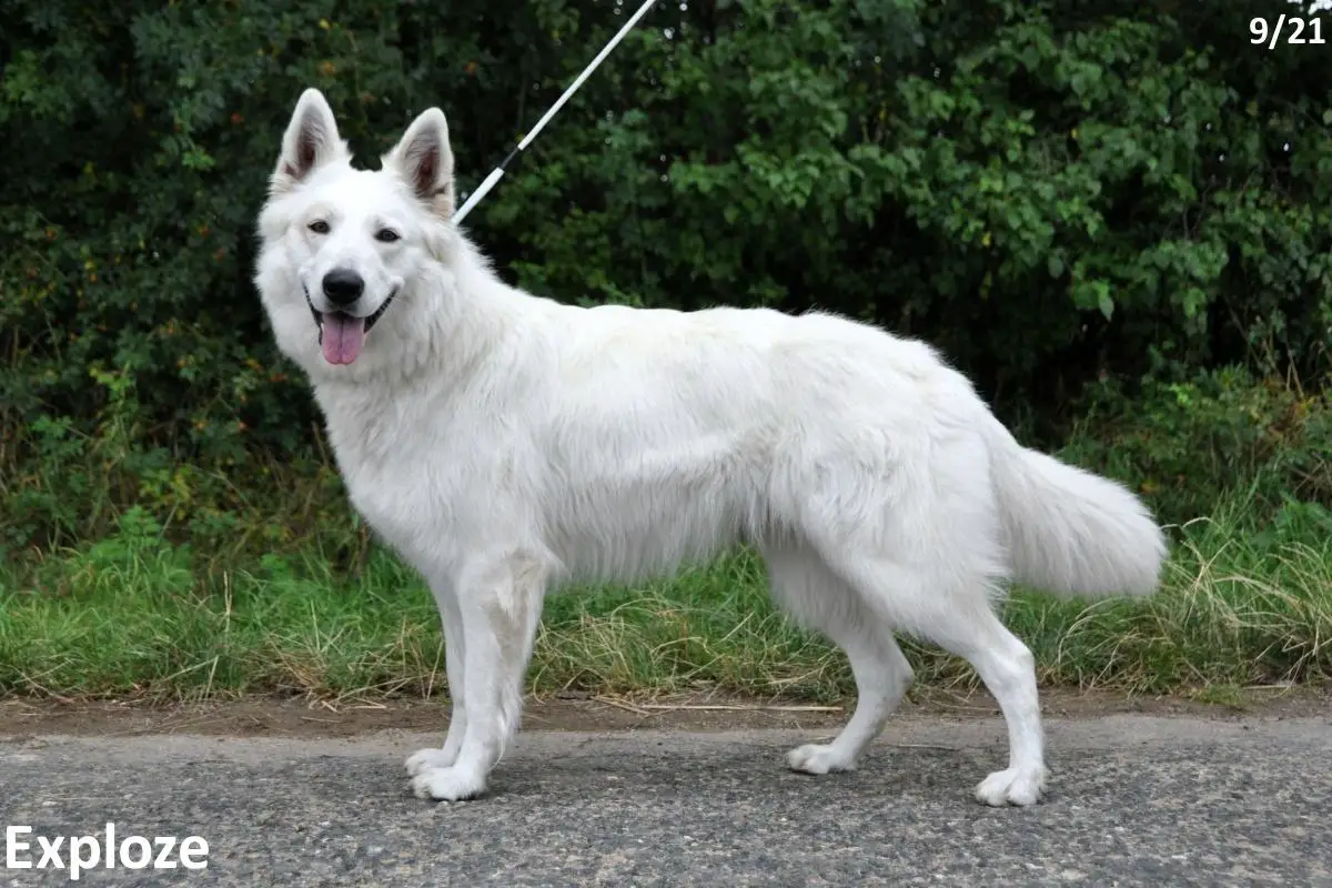 EXPLOZE la Blankpapilio