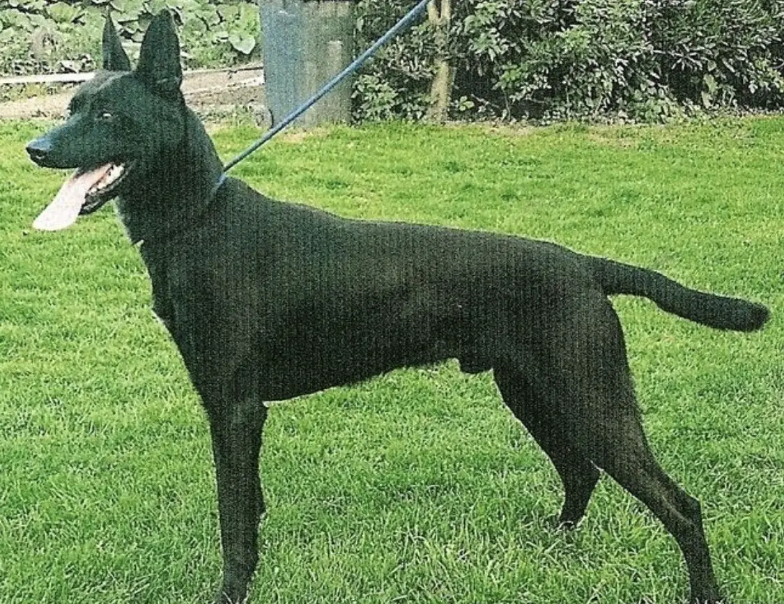 Barkus van de Kepa-Kennels BRN 20604