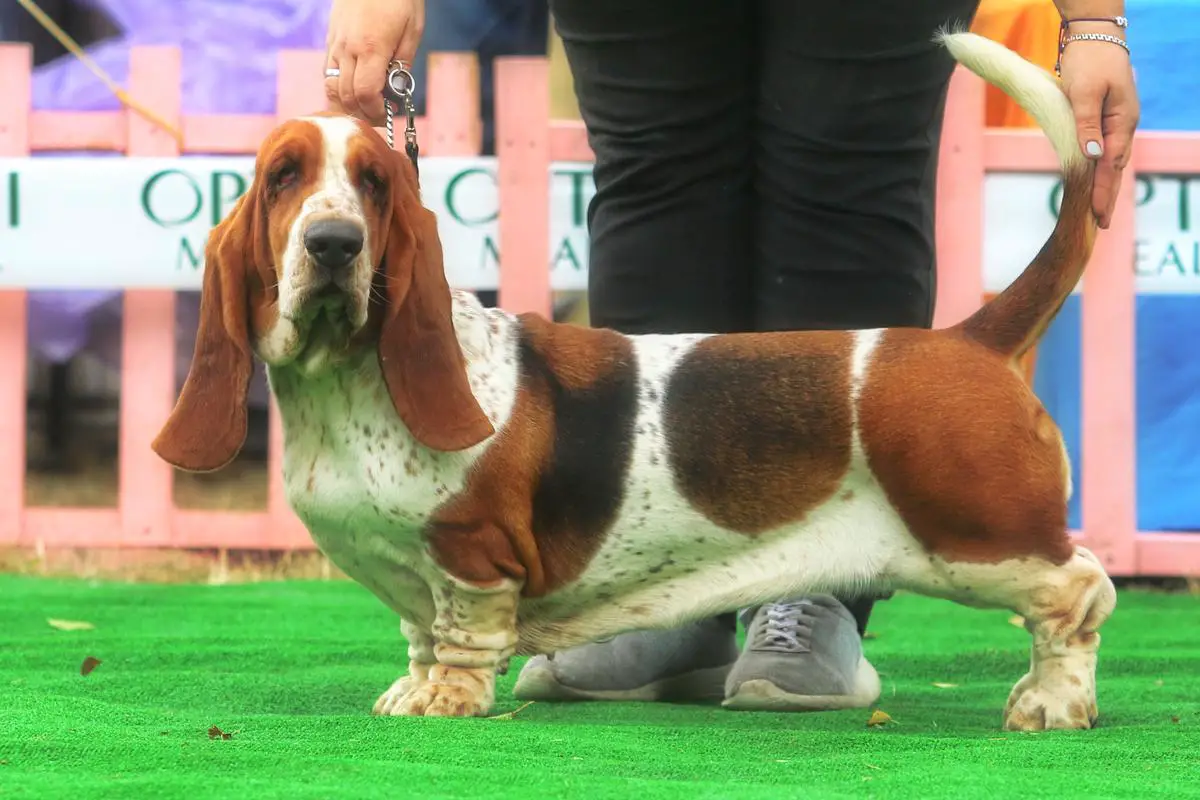 ISABEL CHAMOMILE LONG CASTLE HOUND