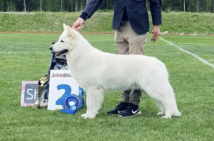 Geronimo Ice Lilien