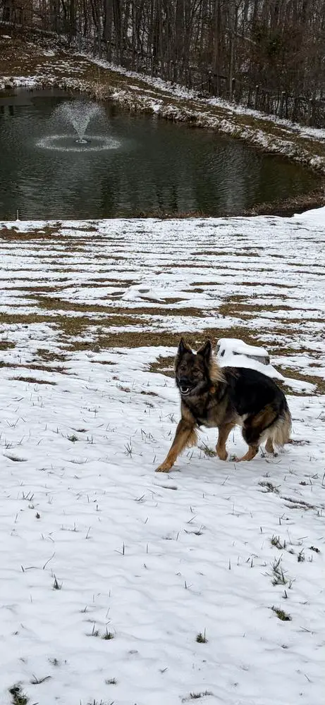 Pfrenzi Von Der Traumwolfen