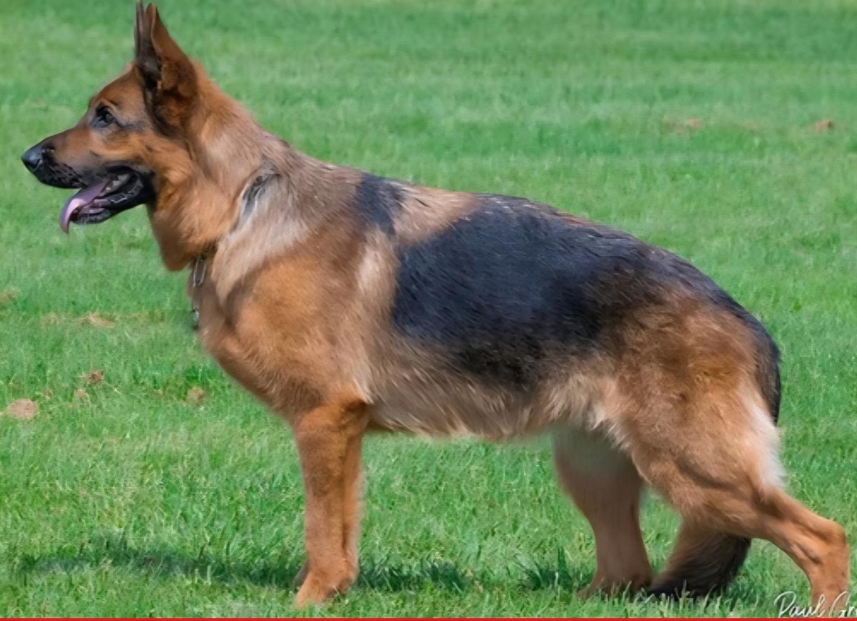 Pepsi Von Haus Casalin
