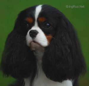 Maibee cavaliers shop
