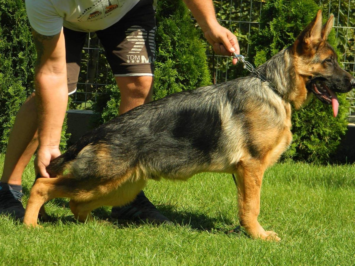 Hogar vom Hrist Hund