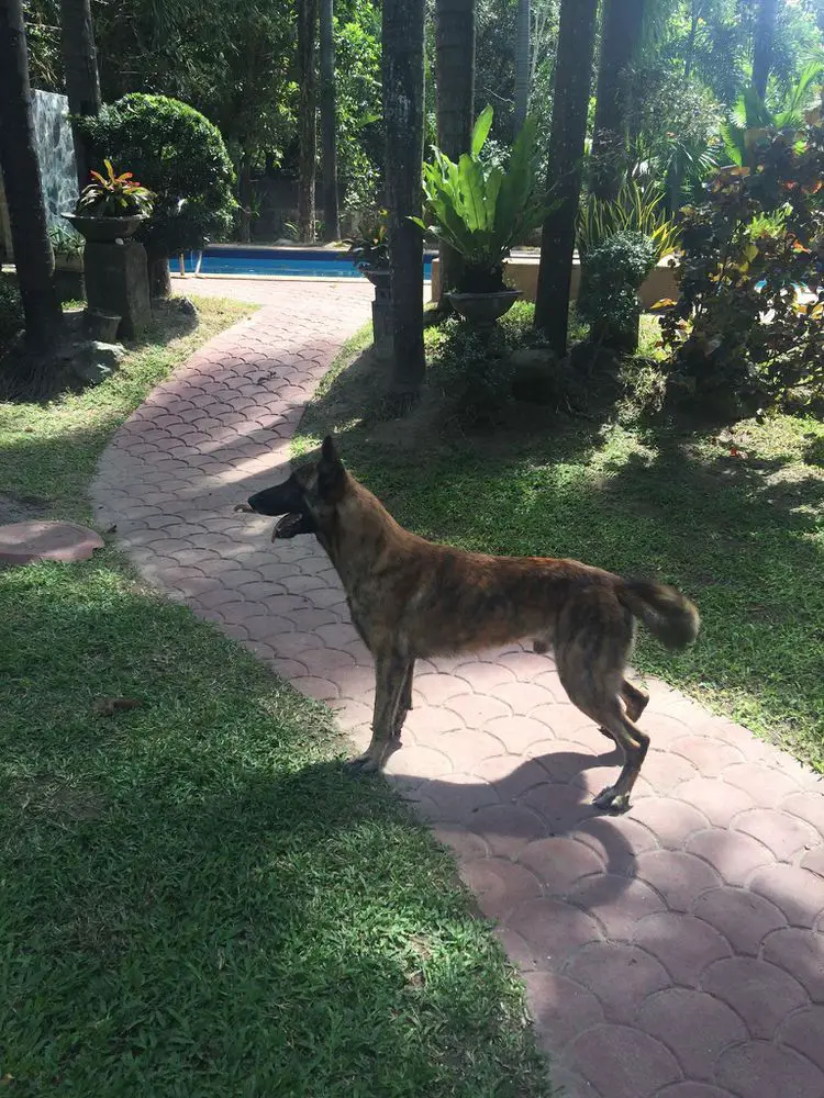 TANGO OF ISLANDTRACKER