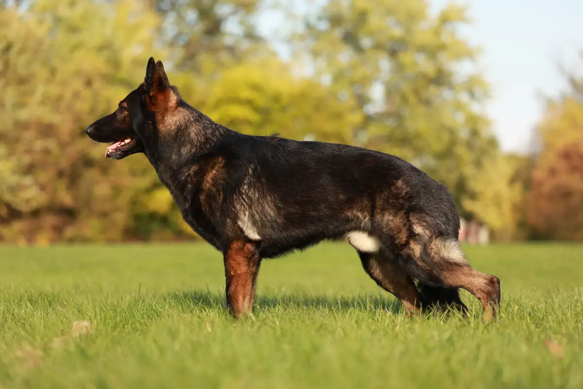 Hemingway von Sentinelharts