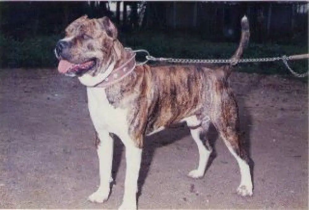 TAYSON DE ATLAS ASIO