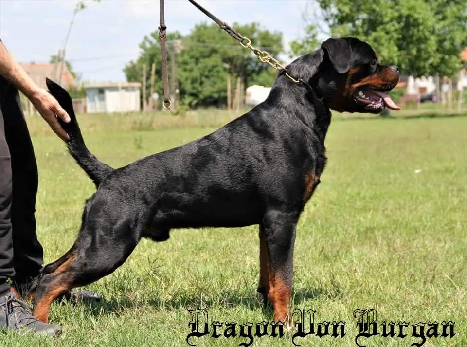 Kozak - DEERWOOD ROTTWEILERS