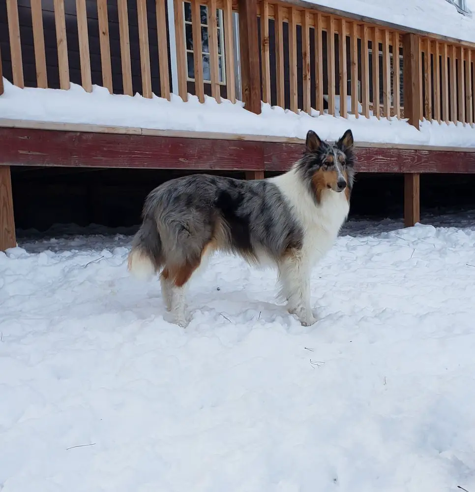 Newman's Breckenridge Black Diamond at Hi Altitude