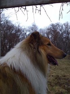 Flyger's Zaccheus Budd