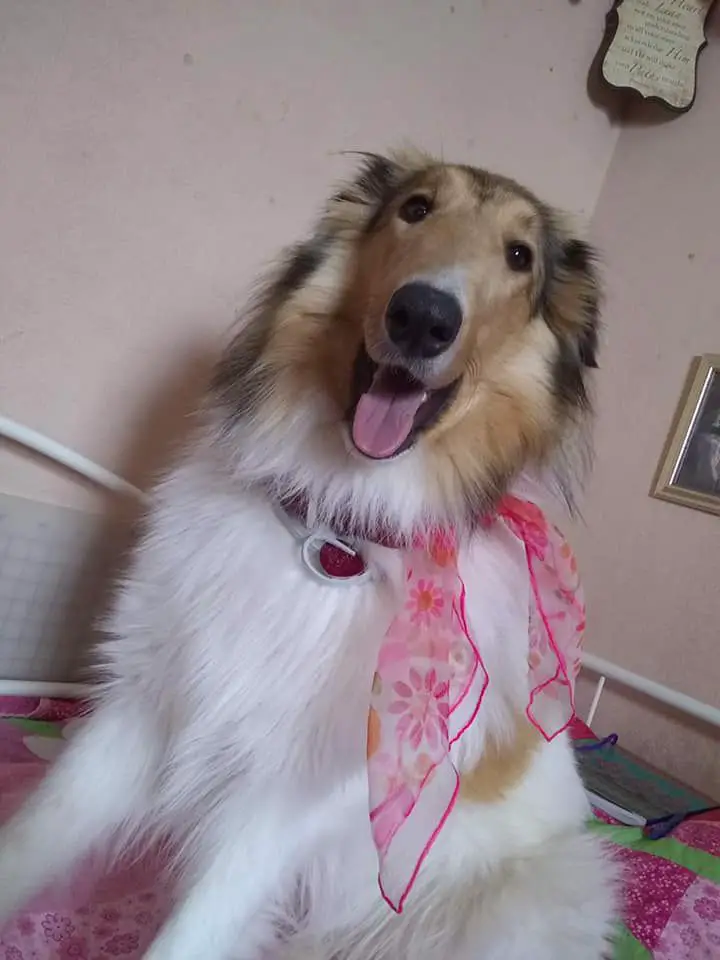 Lady Belle Maccabee