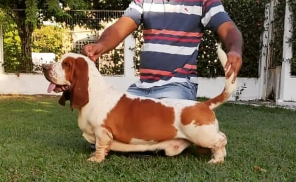 BRAVE BASSET MV BARUK