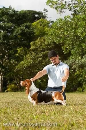 BRAVE BASSET VIVA LA VIDA