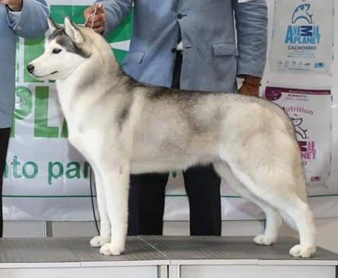 Fresa Pasos Ligeros