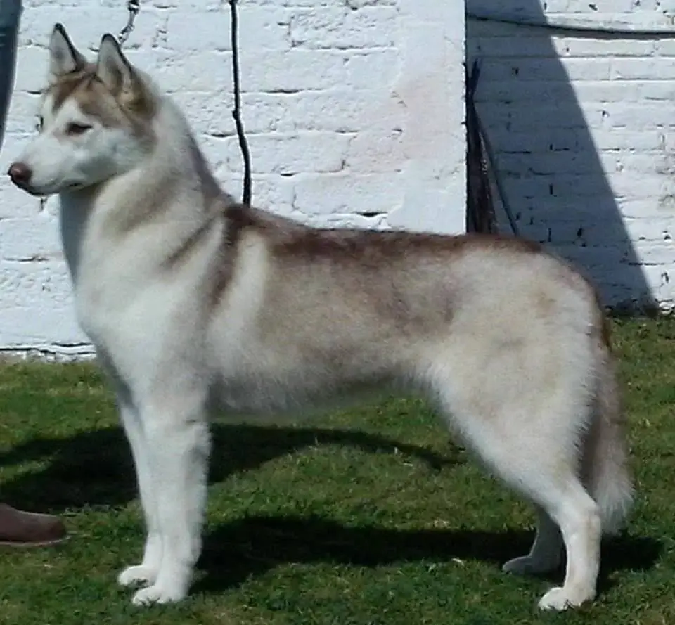 Snowmist's B Pink