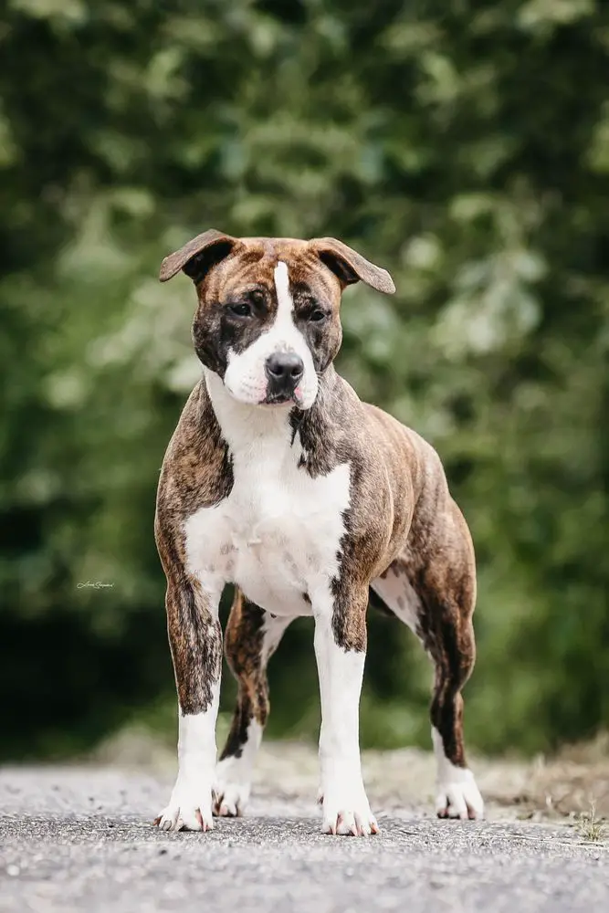 merle amstaff