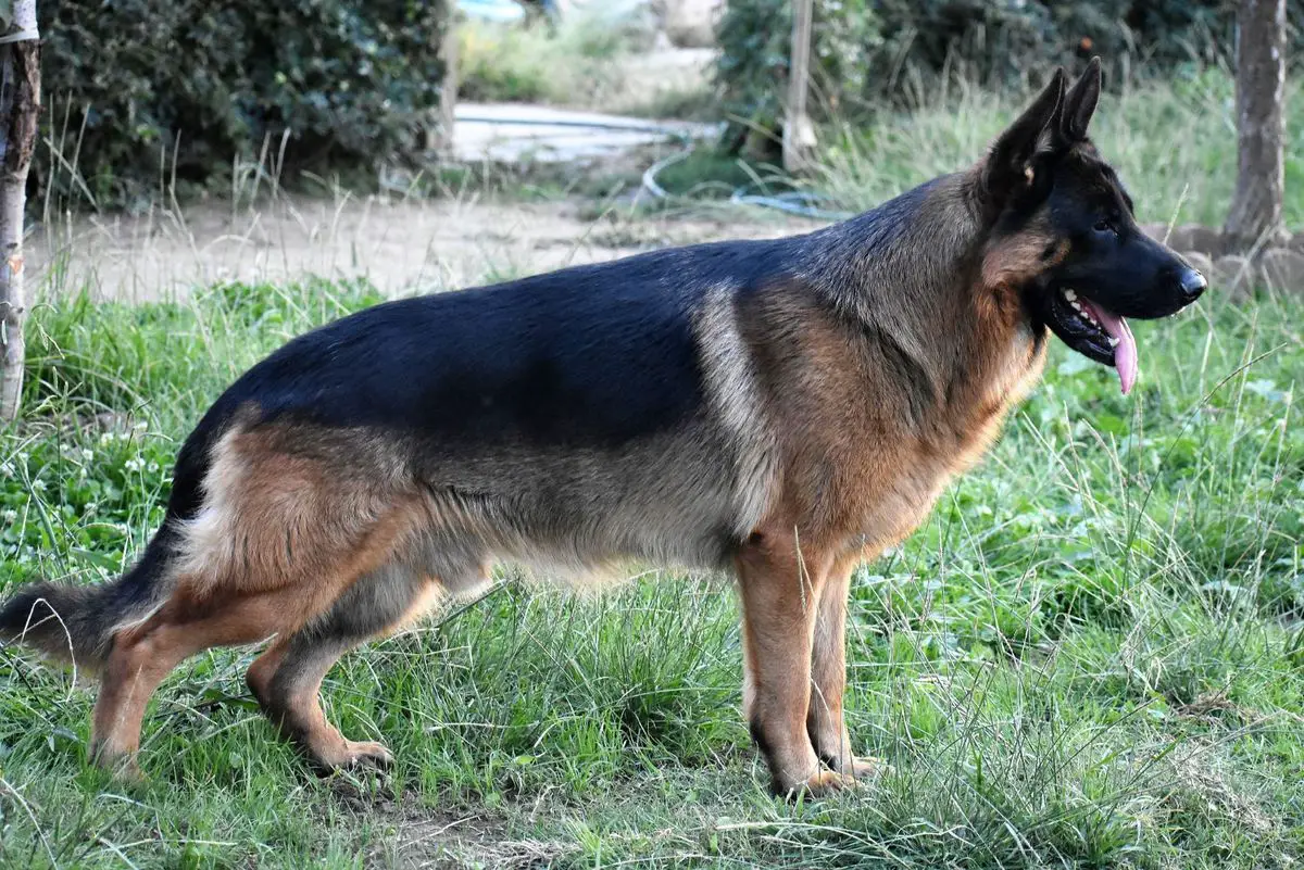 german shepherd smooth coat