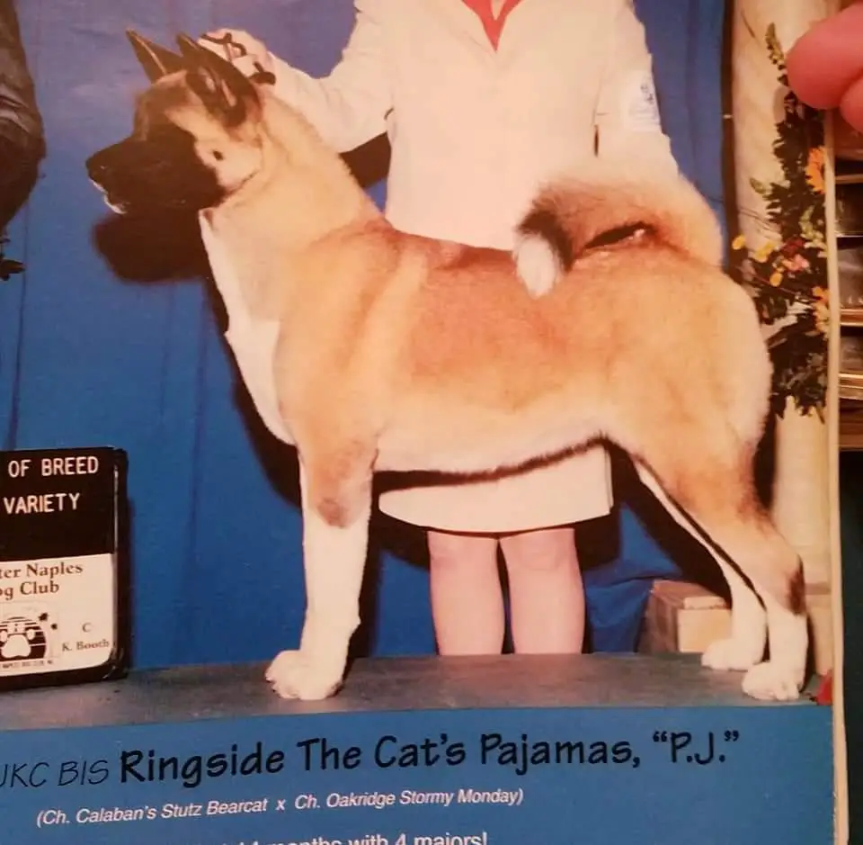 The cats pj hotsell