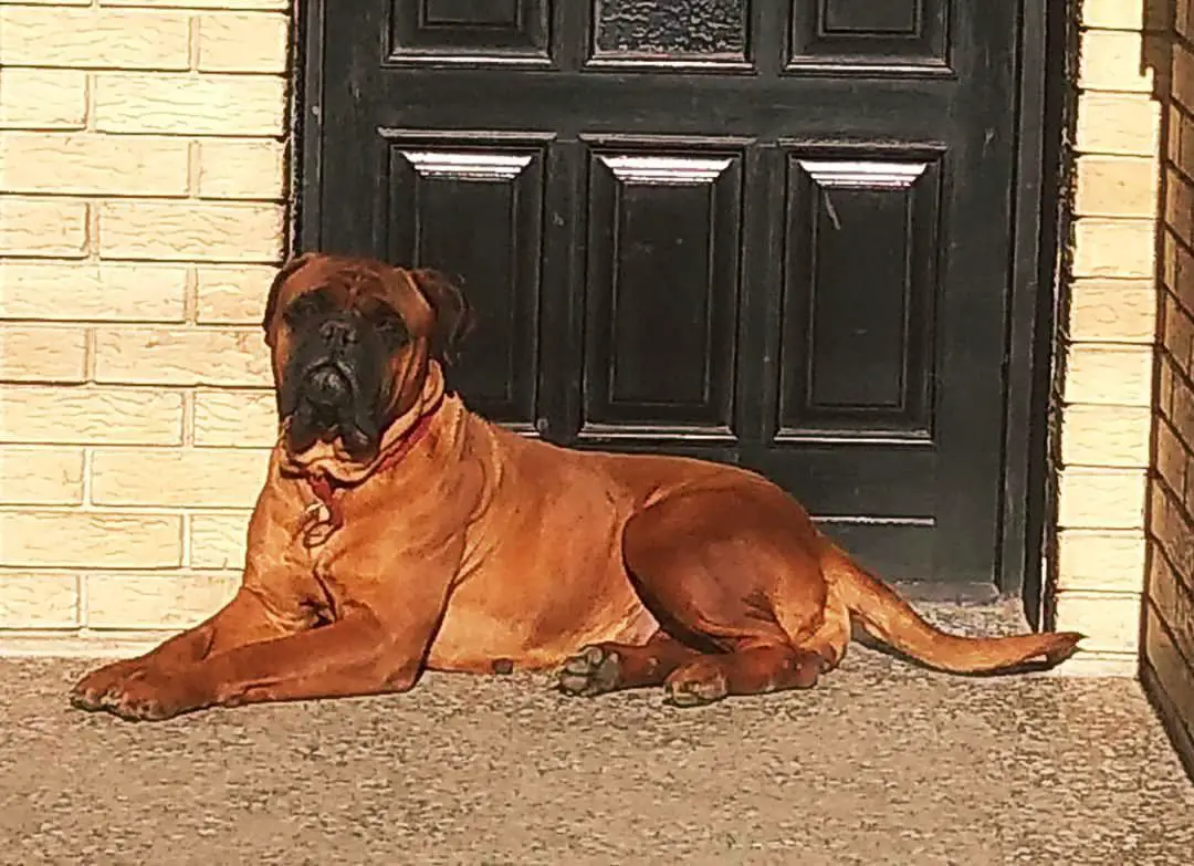 Cane Guardiano LUXURY AT BHB