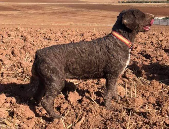 NALA DEL HORNO