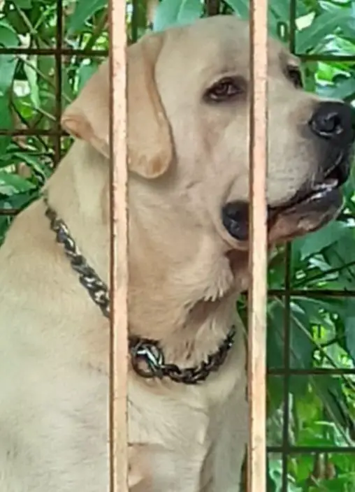 Giant labrador retriever cheap