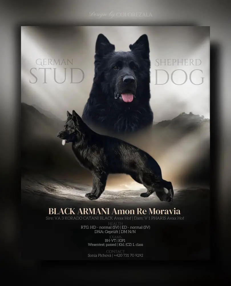 BLACK ARMANI Amon Re Moravia