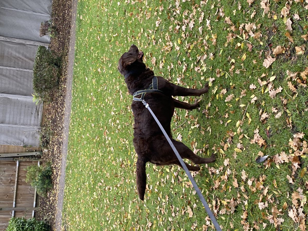 Dreamcoat labradors cheap