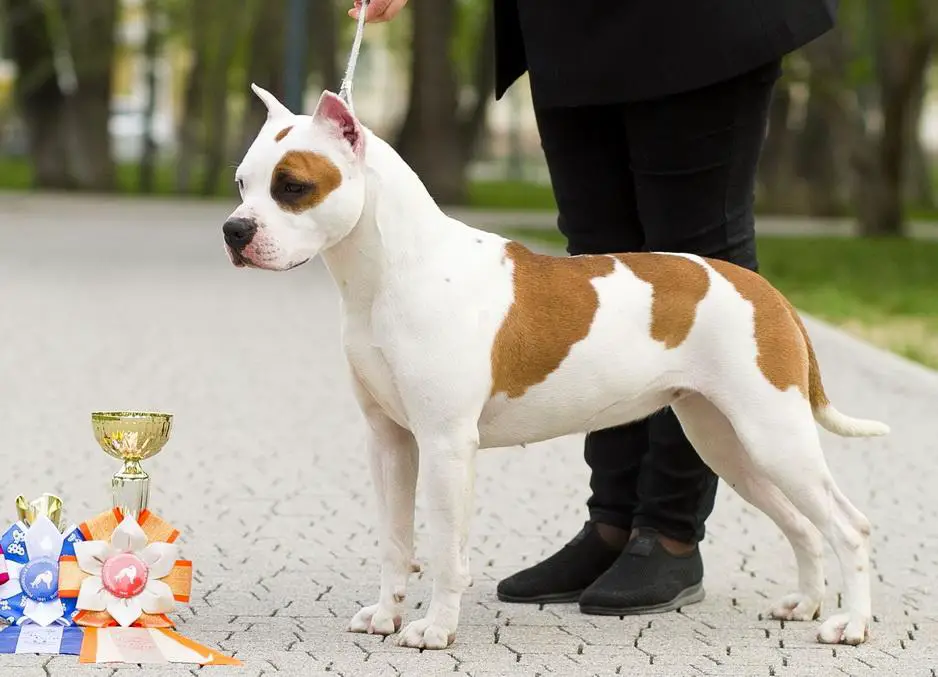 Alvart Dia Mission Possible