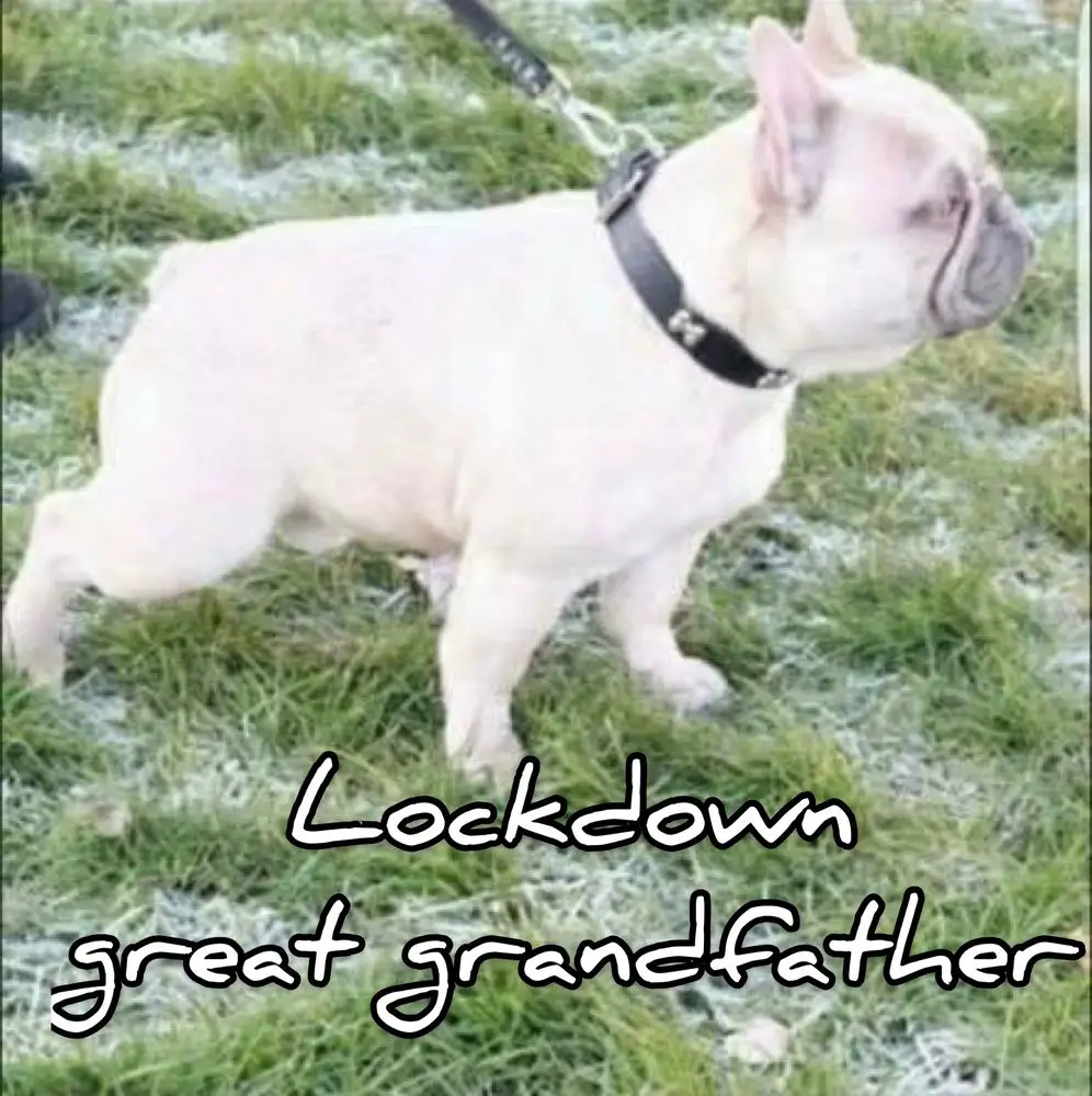 Turbo deals french bulldog